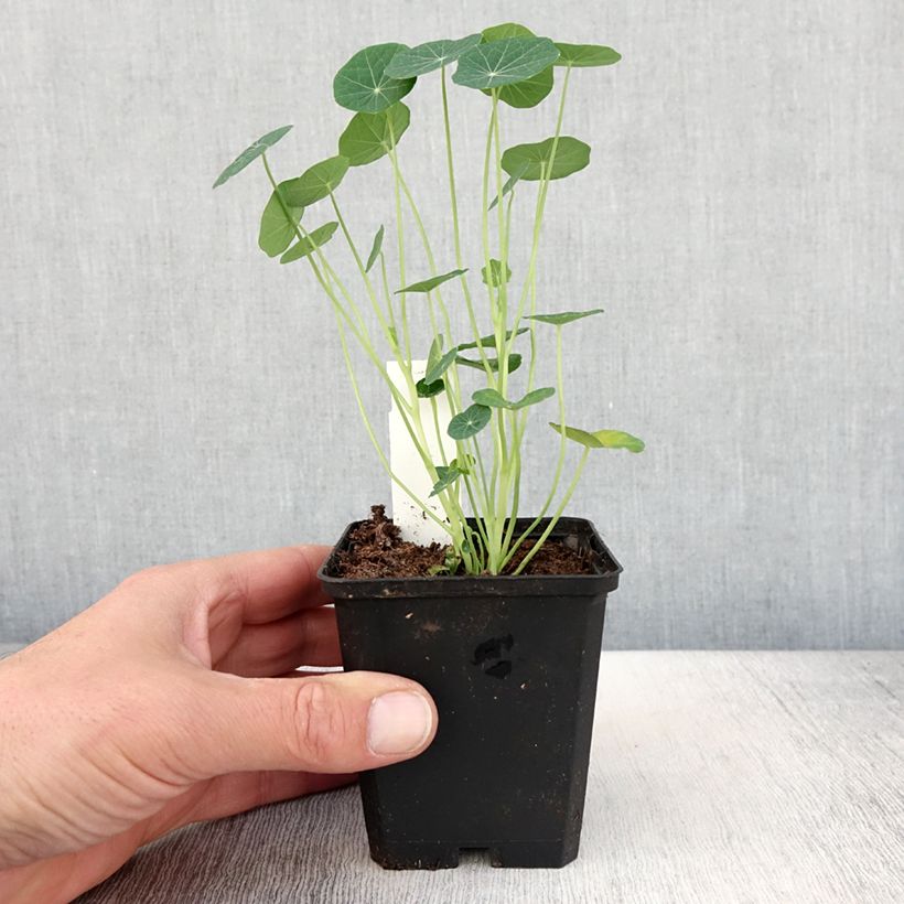 Exemplar von Tropaeolum minus Baby Rose - Kleine Kapuzinerkresse Topf 10 cm/11cm wie im Frühjahr geliefert