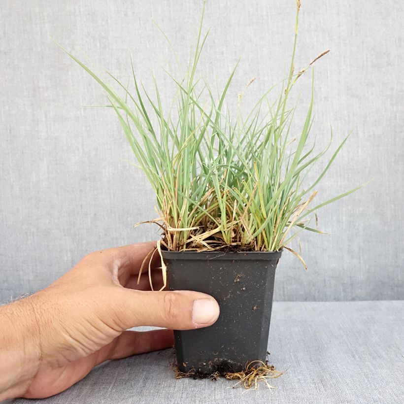 Exemplar von Carex atrata - Schwarze Segge Kleine Töpfe von 8/9 cm wie im Sommer geliefert