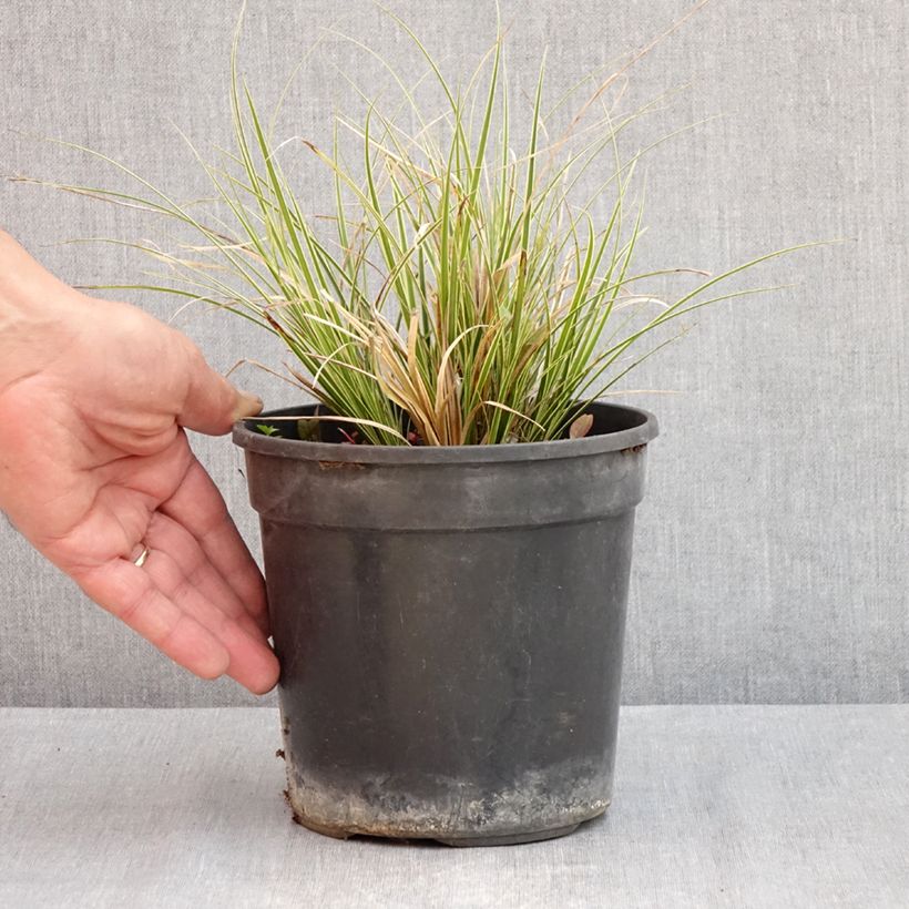 Exemplar von Carex brunnea Aureovariegata - Segge Topf mit 2L/3L wie im Frühjahr geliefert
