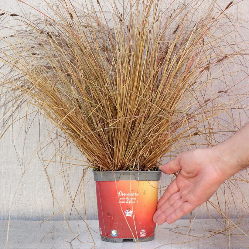 Exemplar von Carex buchananii - Fuchsrote Neuseeland-Segge Topf mit 2L/3L wie im Sommer geliefert