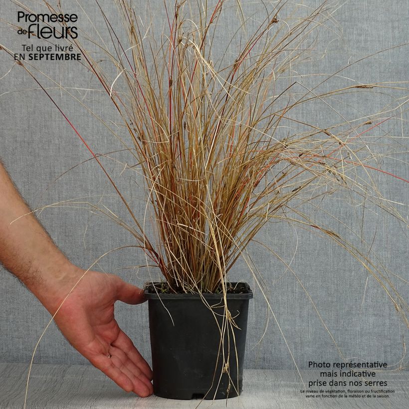 Exemplar von Carex buchananii Red Rooster - Fuchsrote Neuseeland-Segge Topf mit 2L/3L wie im Sommer geliefert