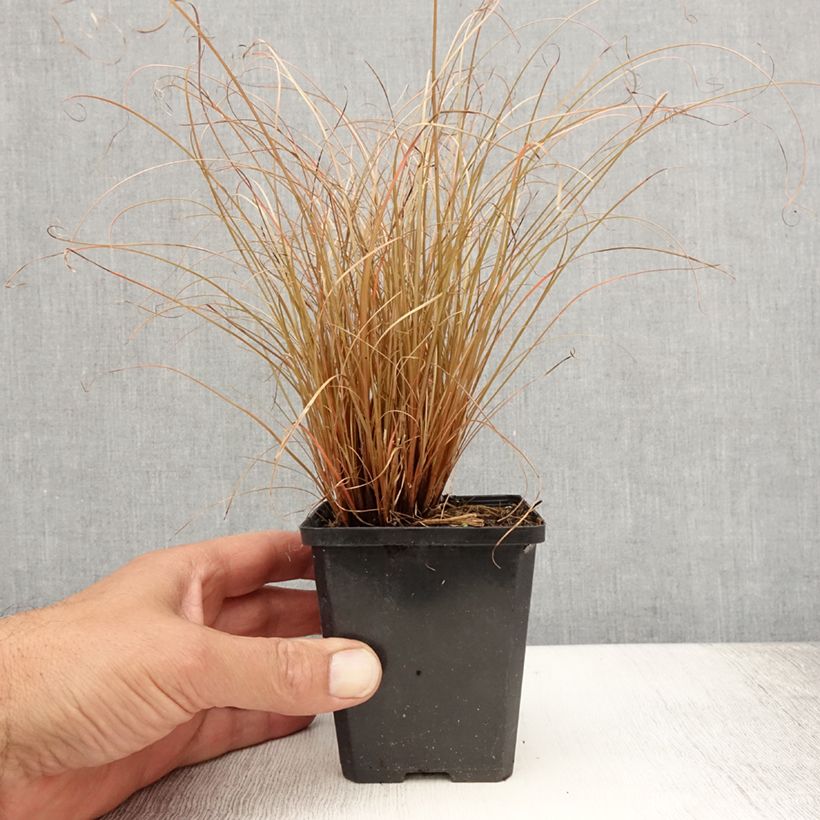 Exemplar von Carex comans Bronco - Neuseeländische Segge Kleine Töpfe von 8/9 cm wie im Sommer geliefert