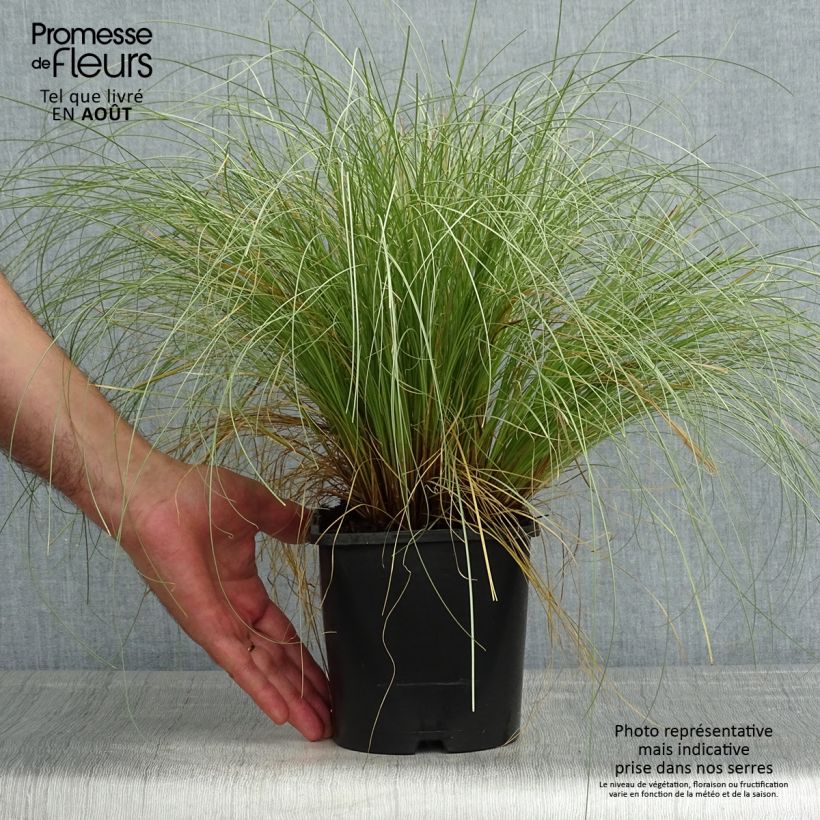 Exemplar von Carex comans Frosted Curls - Neuseeländische Segge Topf mit 2L/3L wie im Sommer geliefert