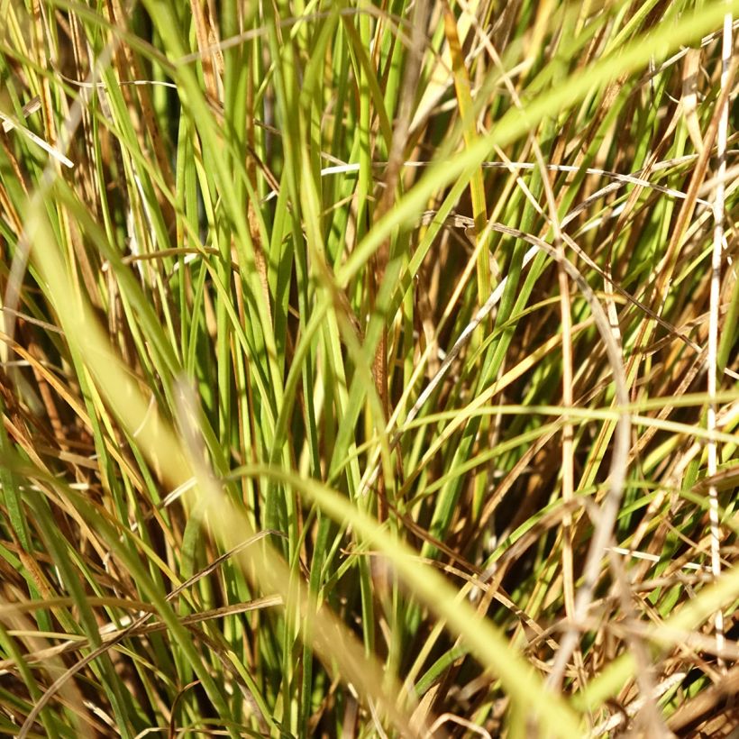 Carex comans Phoenix Green - Neuseeländische Segge (Laub)