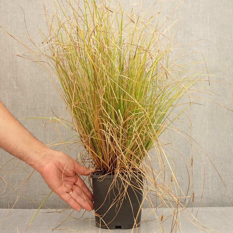 Exemplar von Carex comans Phoenix Green - Neuseeländische Segge Topf mit 1,5L/2L wie im Sommer geliefert