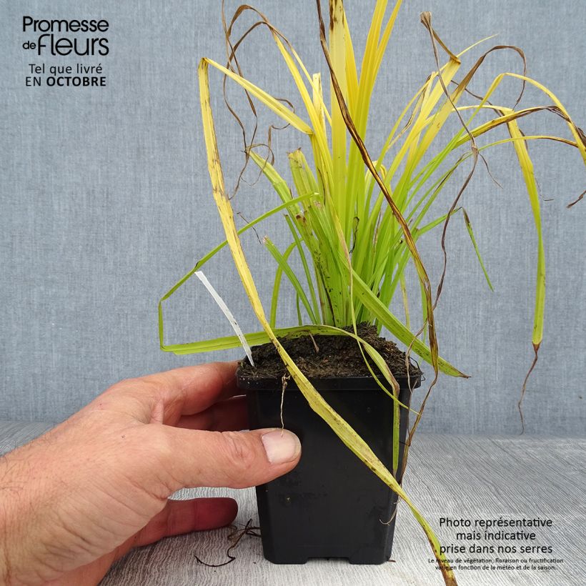 Exemplar von Carex elata Aurea - Steife Segge Kleine Töpfe von 8/9 cm wie im Herbst geliefert