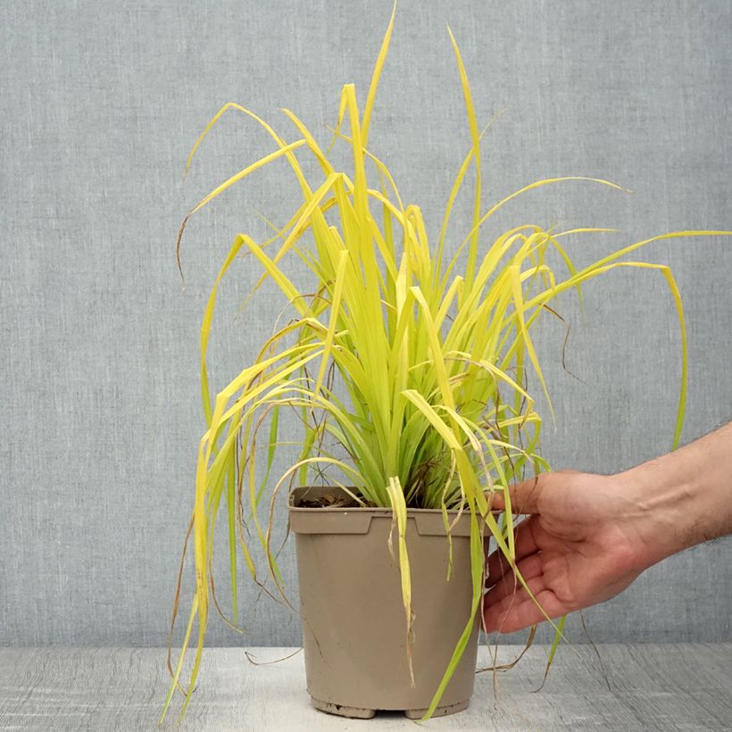 Exemplar von Carex elata Aurea - Steife Segge Topf mit 2L/3L wie im Sommer geliefert