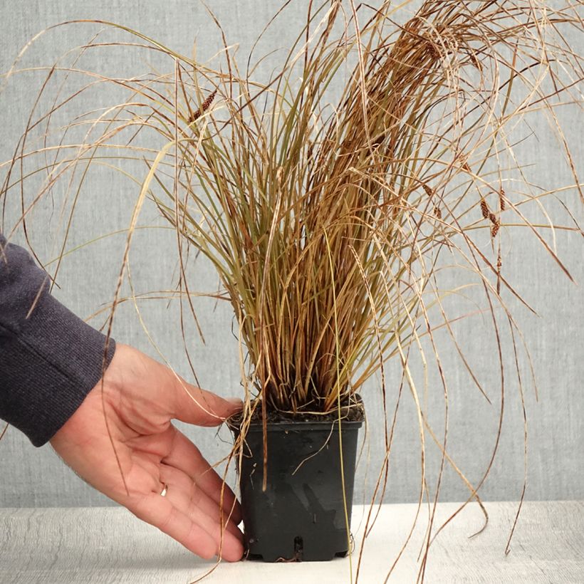Exemplar von Carex flagellifera Bronzita - Peitschentragende Segge Kleine Töpfe von 8/9 cm wie im Sommer geliefert