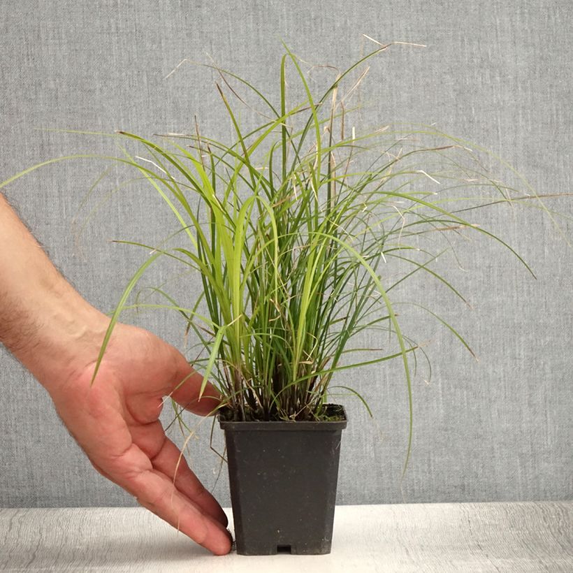 Exemplar von Carex lenta Osaka Kleine Töpfe von 8/9 cm wie im Sommer geliefert