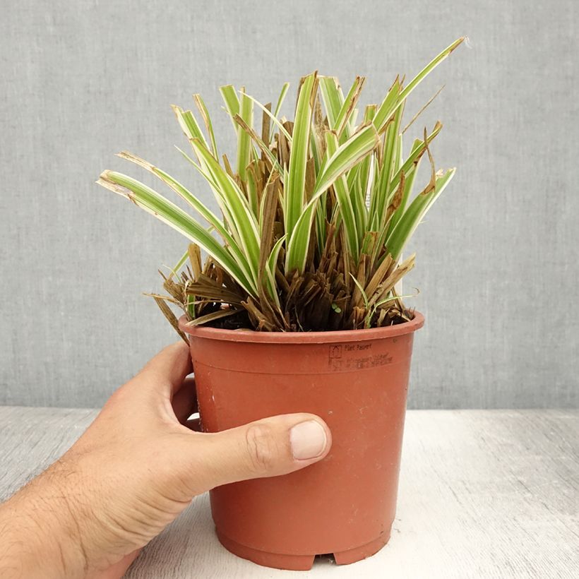 Exemplar von Carex morrowii Goldband - Japan-Segge Topf mit 1L/1,5L wie im Sommer geliefert