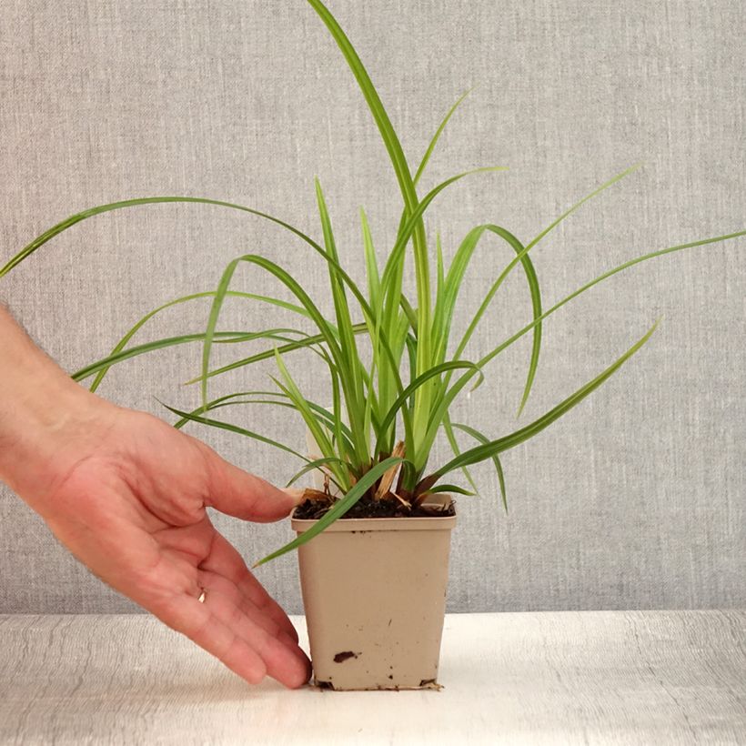 Exemplar von Carex morrowii subsp. foliosissima Irish Green - Japan-Segge Kleine Töpfe von 8/9 cm wie im Sommer geliefert
