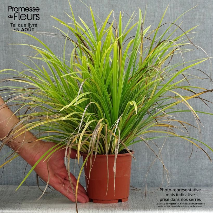 Exemplar von Carex morrowii Variegata - Japan-Segge Topf mit 1L/1,5L wie im Sommer geliefert