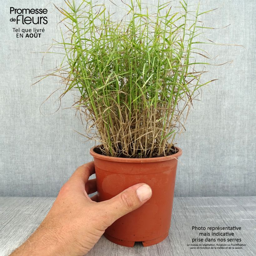 Exemplar von Carex muskingumensis Little Midge - Palmwedel-Segge Topf mit 1L/1,5L wie im Sommer geliefert