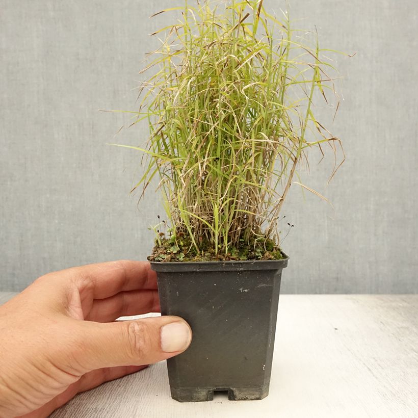 Exemplar von Carex muskingumensis Little Midge - Palmwedel-Segge Kleine Töpfe von 8/9 cm wie im Sommer geliefert