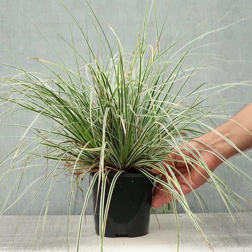 Exemplar von Carex oshimensis Everest - Oshima-Segge Topf mit 2L/3L wie im Sommer geliefert
