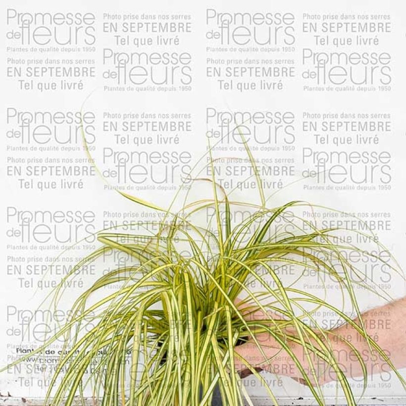 Beispiel eines Exemplars von Carex oshimensis Evergold - Oshima-Segge Kleine Töpfe von 8/9 cm wie geliefert