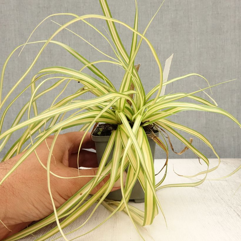 Exemplar von Carex oshimensis Evergold - Oshima-Segge Kleine Töpfe von 8/9 cm wie im Sommer geliefert