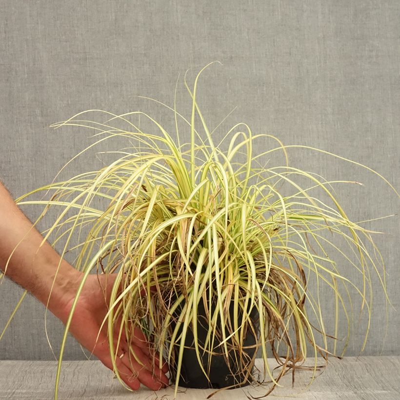 Exemplar von Carex oshimensis Evergold - Oshima-Segge Topf mit 2L/3L wie im Sommer geliefert