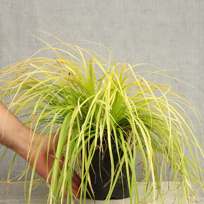 Exemplar von Carex oshimensis Everillo - Oshima-Segge Topf mit 2L/3L wie im Sommer geliefert
