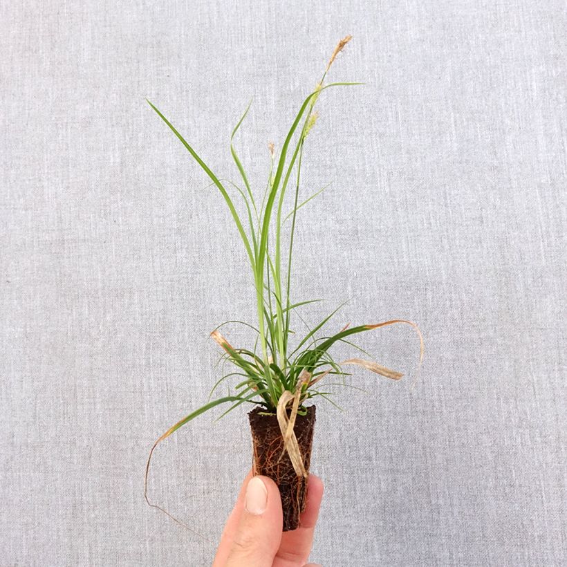 Exemplar von Carex oshimensis EverColor Everlime - Oshima-Segge Mini-Plug Ø 3/4 cm wie im Frühjahr geliefert