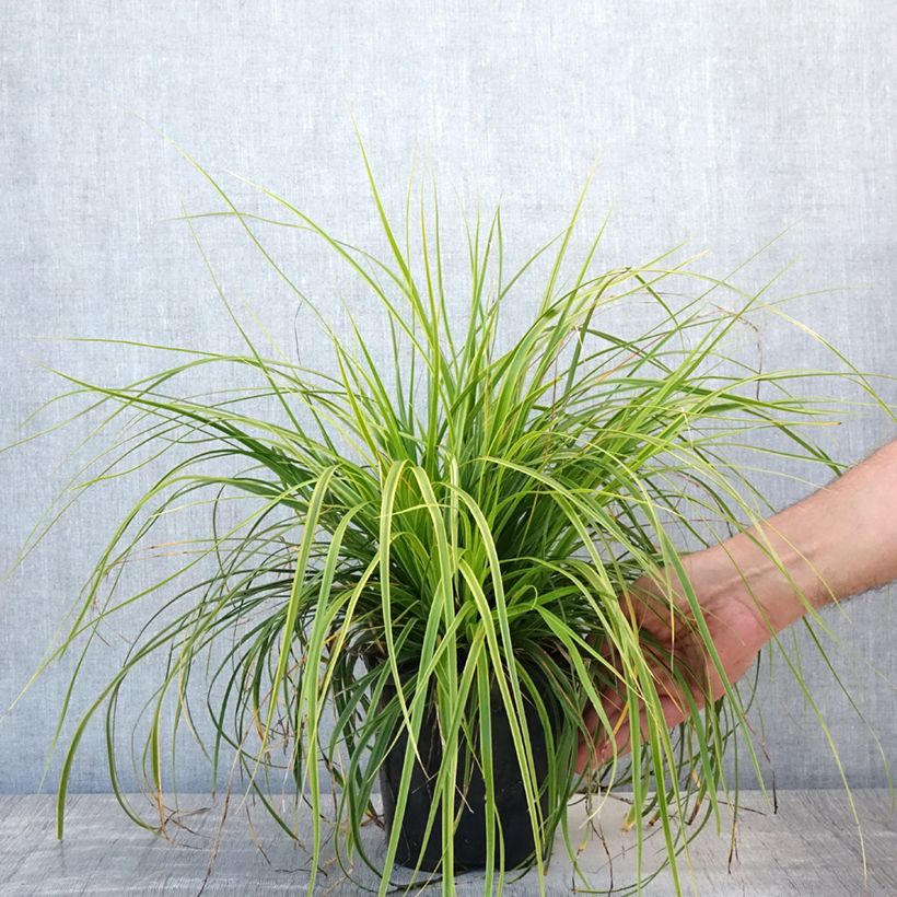 Exemplar von Carex oshimensis EverColor Everlime - Oshima-Segge Topf mit 2L/3L wie im Sommer geliefert