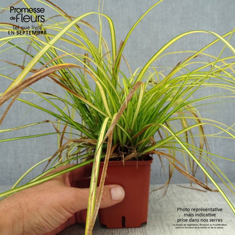 Exemplar von Carex oshimensis EverColor Eversheen - Oshima-Segge Kleine Töpfe von 8/9 cm wie im Sommer geliefert