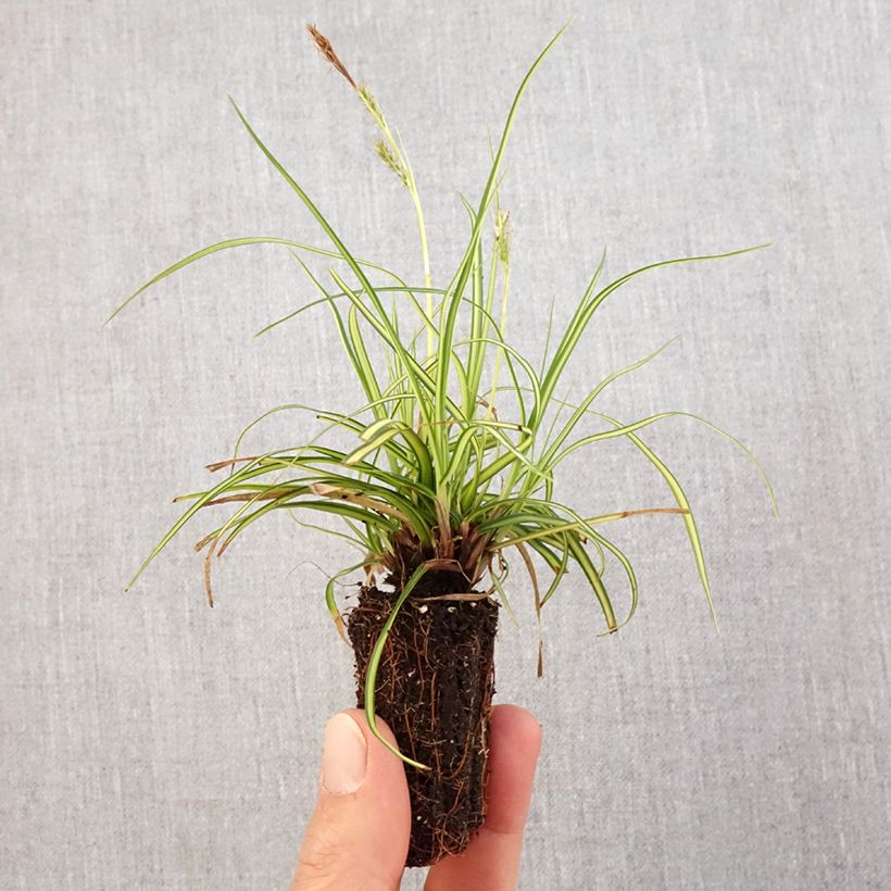 Exemplar von Carex oshimensis EverColor Eversheen - Oshima-Segge Mini-Plug Ø 3/4 cm wie im Frühjahr geliefert