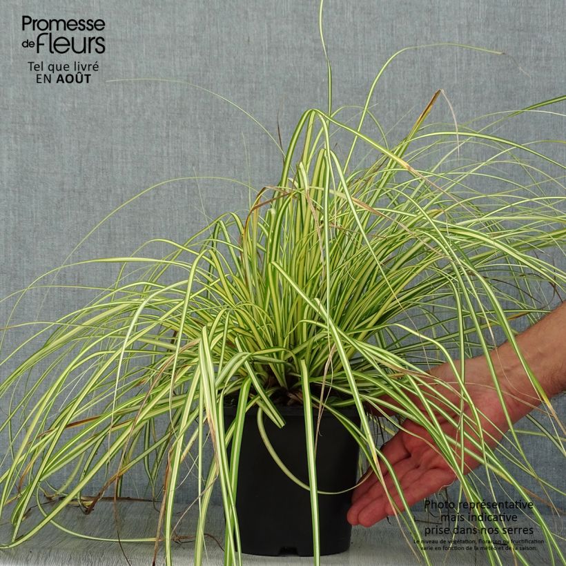 Exemplar von Carex oshimensis EverColor Eversheen - Oshima-Segge Topf mit 2L/3L wie im Sommer geliefert