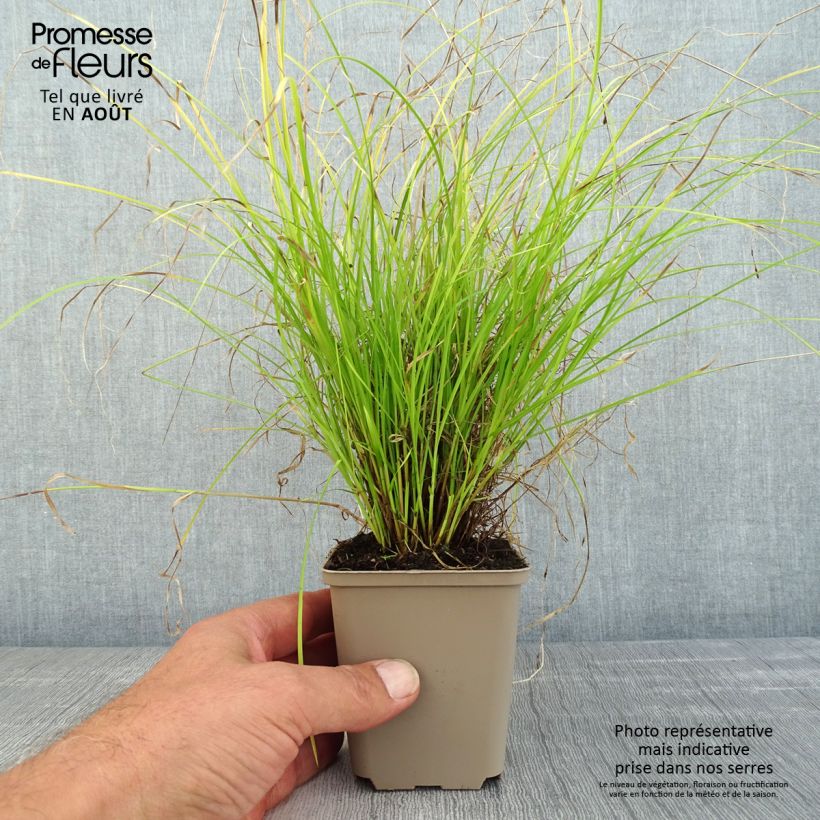 Exemplar von Carex remota - Entferntährige Segge Kleine Töpfe von 8/9 cm wie im Sommer geliefert