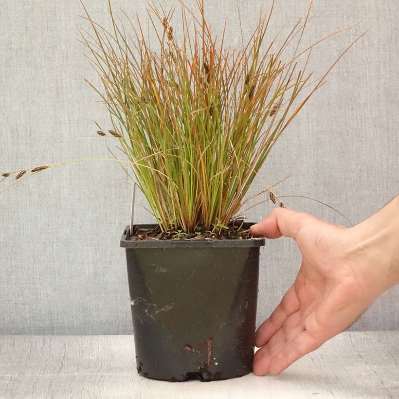 Exemplar von Carex testacea Prairie Fire - Orange Segge Topf mit 2L/3L wie im Sommer geliefert