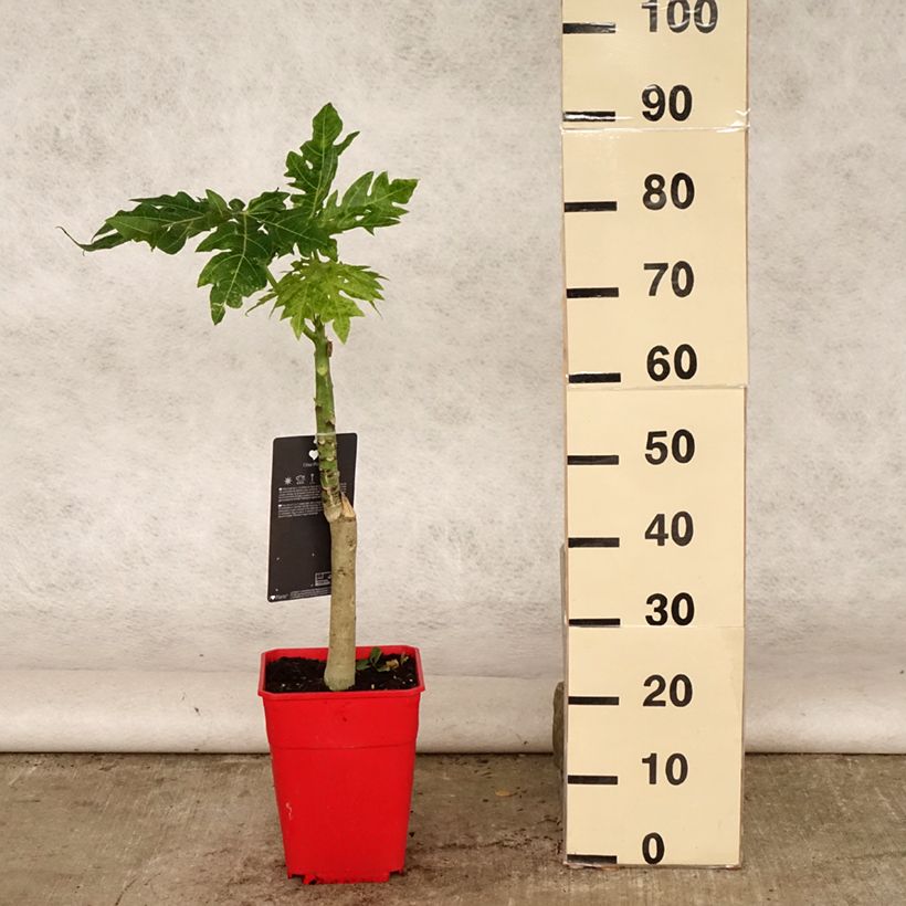 Exemplar von Melonenbaum - Carica papaya Topf mit 6L/7L wie im Sommer geliefert