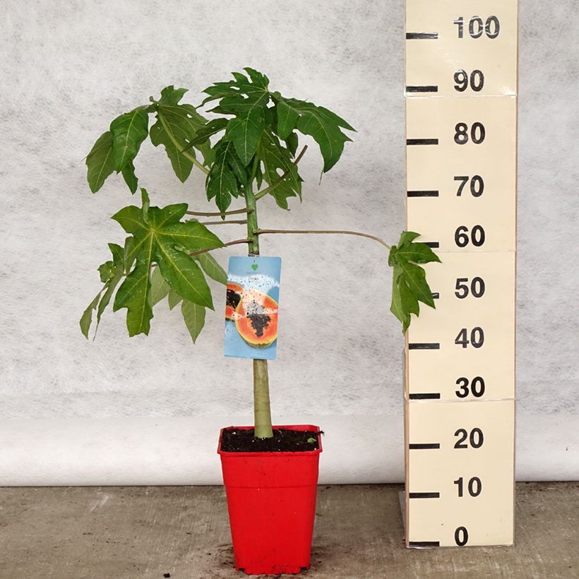 Exemplar von Melonenbaum - Carica papaya Topf mit 6L/7LGelieferte Höhe ca. 60/80cm wie im Frühjahr geliefert