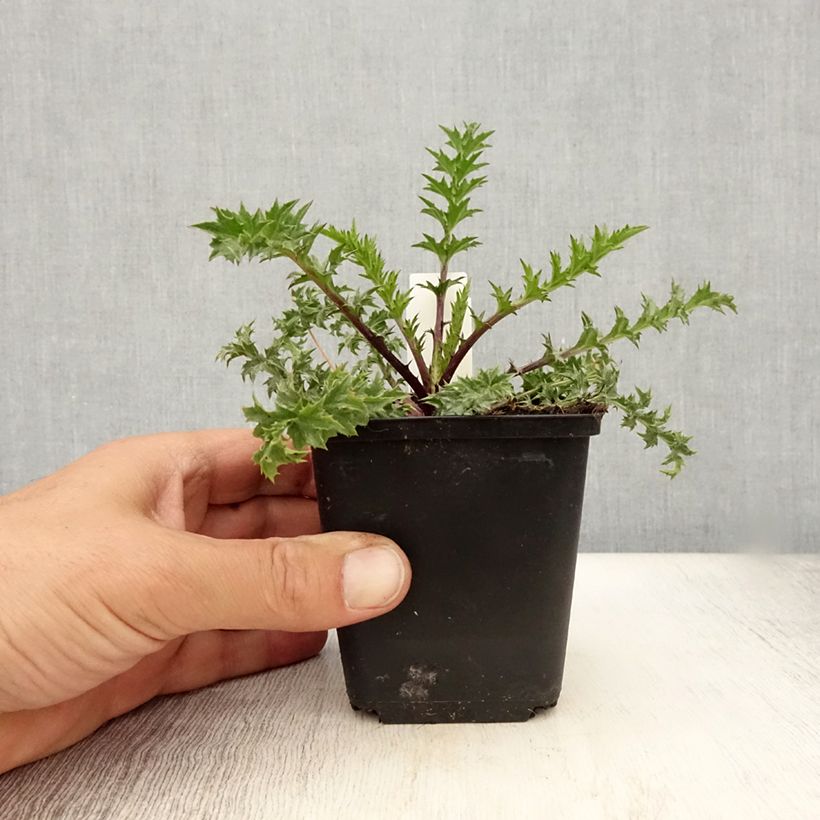 Exemplar von Carlina acaulis subsp. simplex Bronze - Einfache Silberdistel Kleine Töpfe von 8/9 cm wie im Sommer geliefert