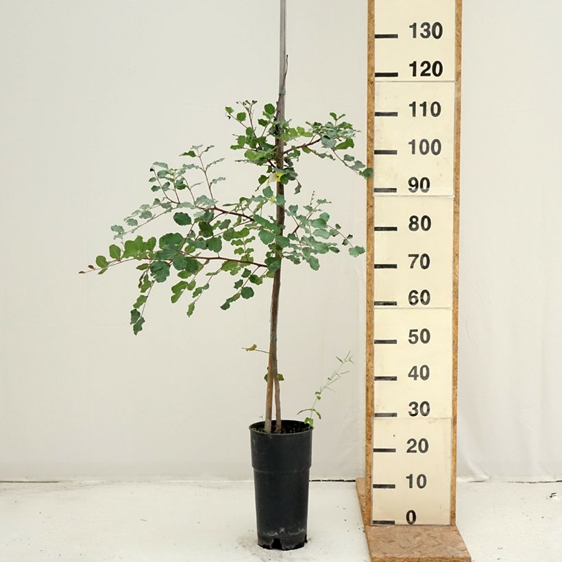 Exemplar von Johannisbrotbaum - Ceratonia siliqua Topf mit 6L/7L wie im Sommer geliefert