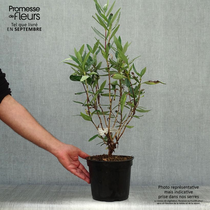 Exemplar von Carpenteria californica - Baum-Anemone Topf mit 3L/4L wie im Herbst geliefert