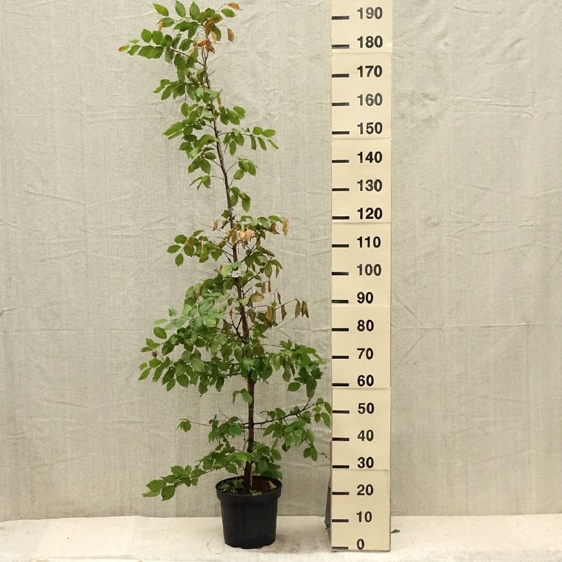 Exemplar von Hainbuche - Carpinus betulus Topf mit 4L/5L wie im Sommer geliefert
