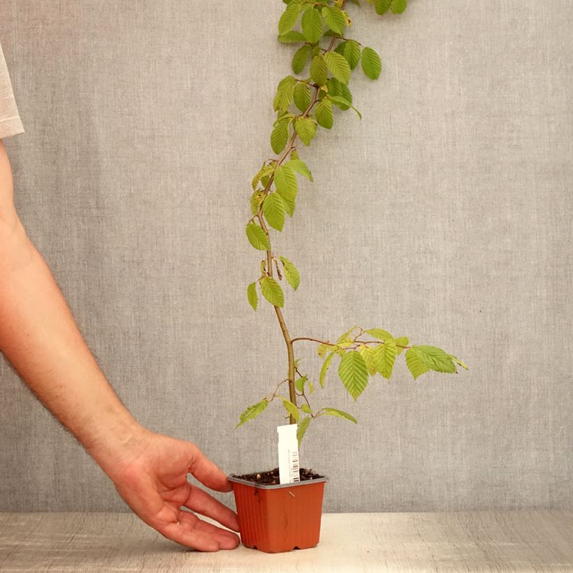 Exemplar von Hainbuche - Carpinus betulus Kleine Töpfe von 8/9 cm wie im Sommer geliefert