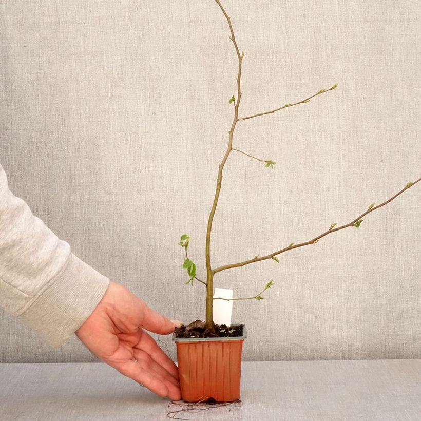 Exemplar von Hainbuche - Carpinus betulus Kleine Töpfe von 8/9 cmGelieferte Höhe ca. 10/15cm wie im Frühjahr geliefert