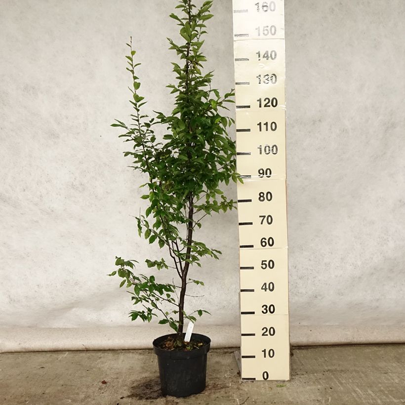 Exemplar von Hainbuche Fastigiata - Carpinus betulus Topf mit 4L/5LGelieferte Höhe ca. 150/180cm wie im Sommer geliefert