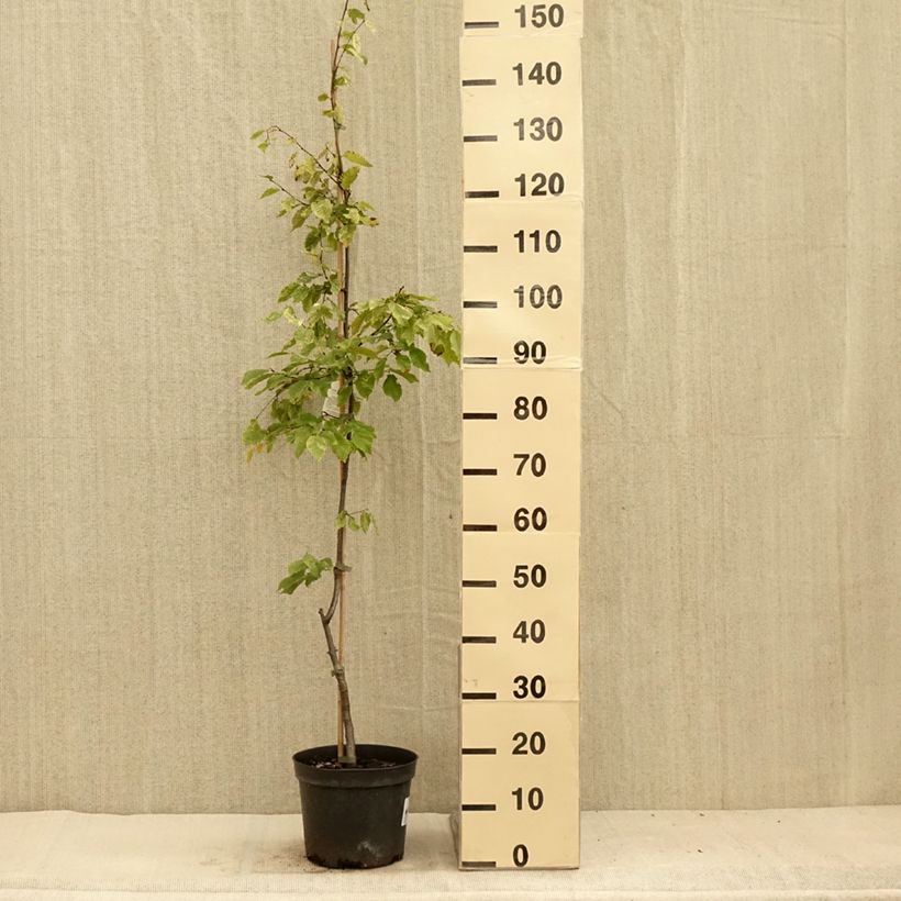 Exemplar von Hainbuche Foliis Argenteovariegatis Pendula - Carpinus betulus Topf mit 4L/5L wie im Sommer geliefert