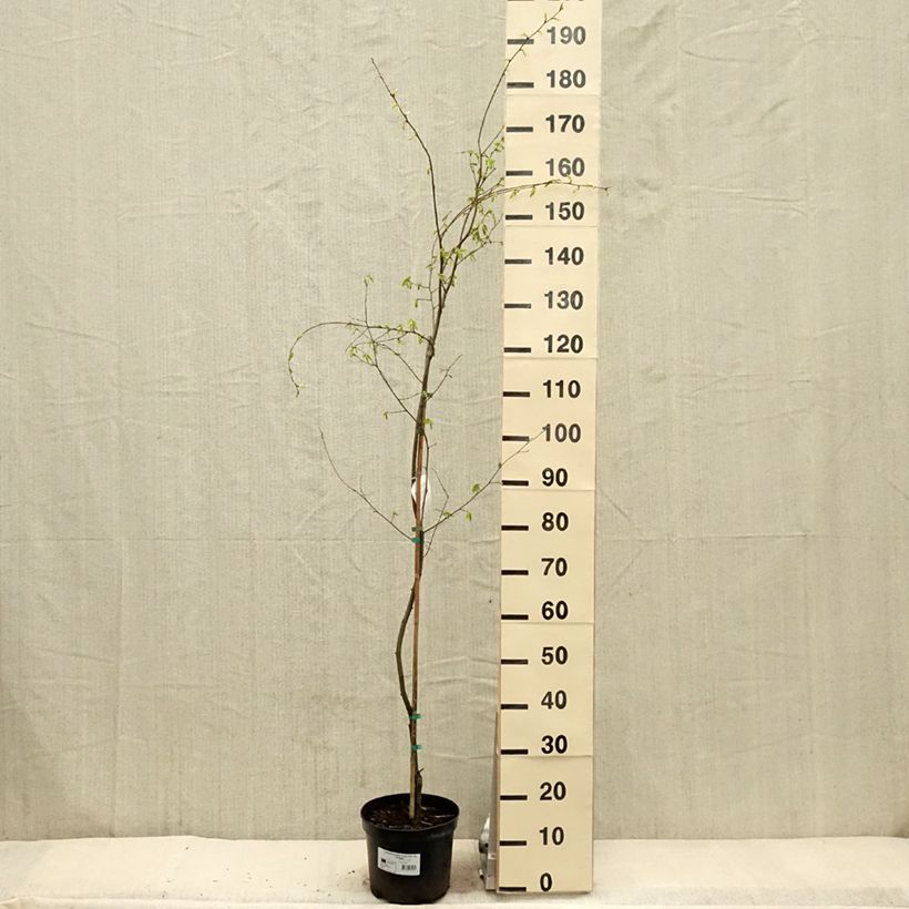 Exemplar von Hainbuche Foliis Argenteovariegatis Pendula - Carpinus betulus Topf mit 4L/5LGelieferte Höhe ca. 150cm wie im Frühjahr geliefert