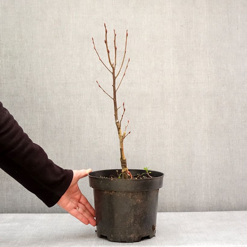 Exemplar von Hainbuche Globus - Carpinus betulus Topf mit 4L/5L wie im Winter geliefert
