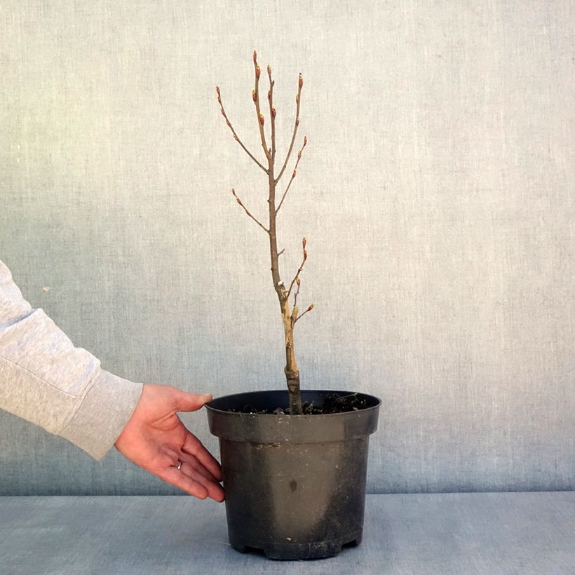 Exemplar von Hainbuche Globus - Carpinus betulus Topf mit 4L/5LGelieferte Höhe ca. 40/60cm wie im Frühjahr geliefert