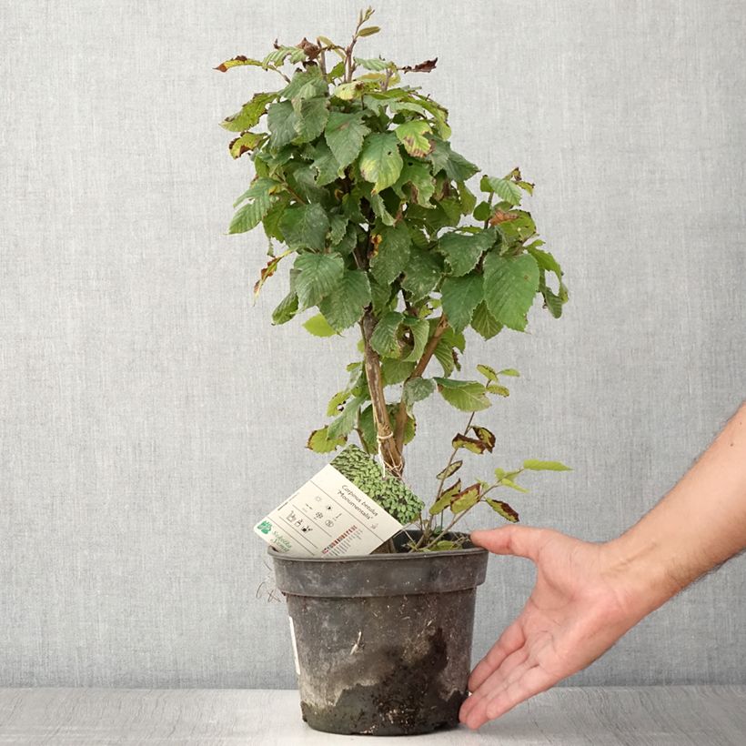 Exemplar von Hainbuche Monumentalis - Carpinus betulus Topf mit 3L/4LGelieferte Höhe ca. 30/40cm wie im Sommer geliefert