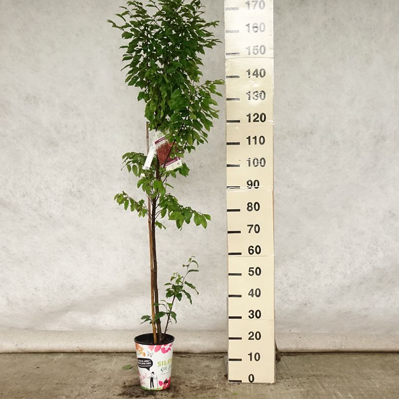 Exemplar von Hainbuche Orange Retz - Carpinus betulus Topf mit 4L/5L wie im Sommer geliefert