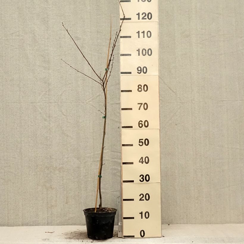 Exemplar von Hainbuche Quercifolia - Carpinus betulus Topf mit 2L/3LGelieferte Höhe ca. 60/80cm wie im Frühjahr geliefert