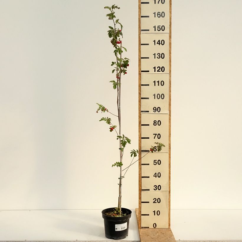 Exemplar von Hainbuche Quercifolia - Carpinus betulus Topf mit 4L/5L wie im Sommer geliefert