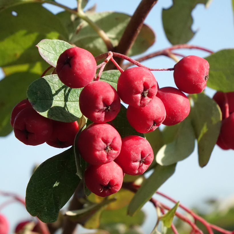 Hainbuche Quercifolia - Carpinus betulus (Ernte)