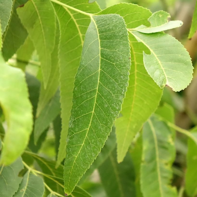 Pekannuss Delmas - Carya illinoinensis (Laub)