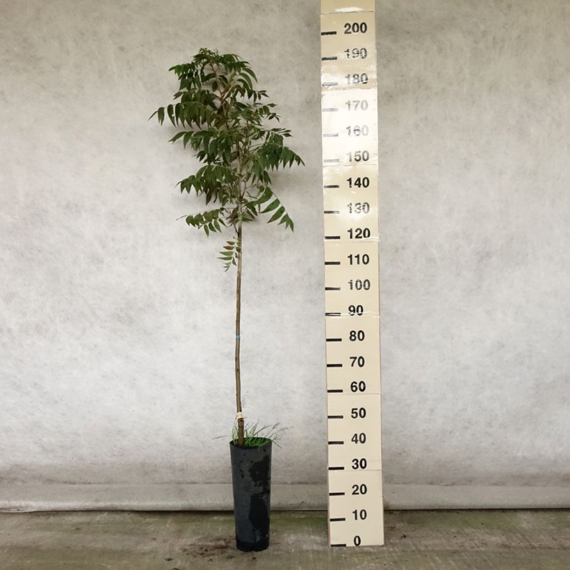 Exemplar von Pekannuss Pawnee - Carya illinoinensis Topf mit 4L/5L wie im Sommer geliefert